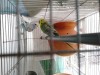 Budgerigar For Sale